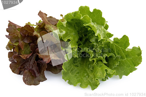 Image of Two kinds of lettuce