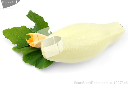 Image of White squash