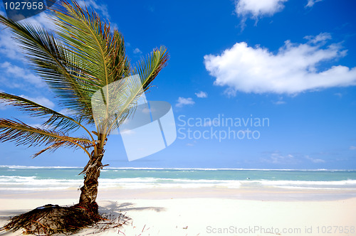 Image of Palm on beach