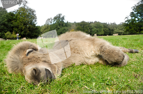 Image of Sleeping donkey