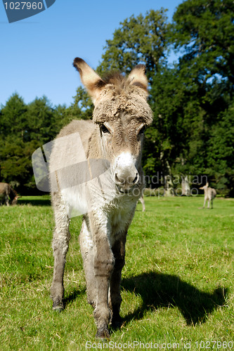 Image of Young donkey