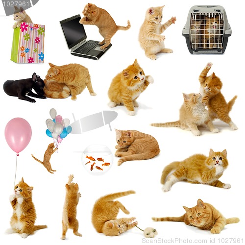 Image of Cat collection on white background