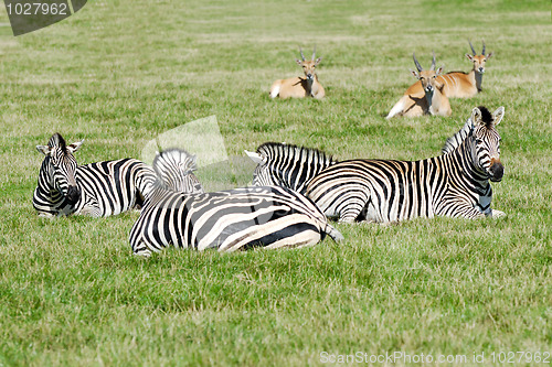 Image of Group of zebras