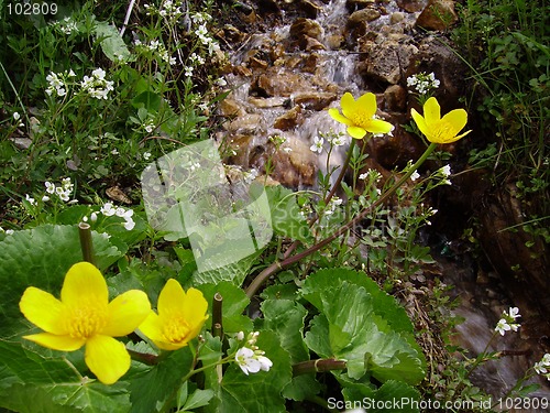 Image of Mountain spring