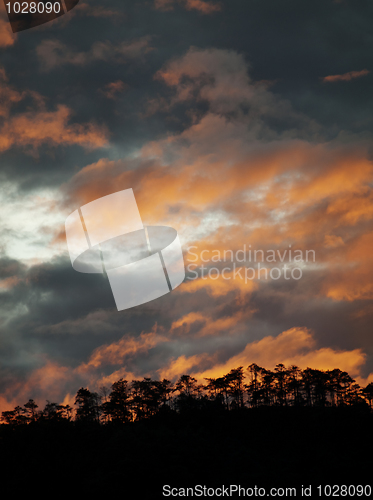 Image of Sunset in forest