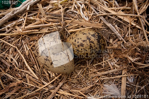 Image of Gulls nest