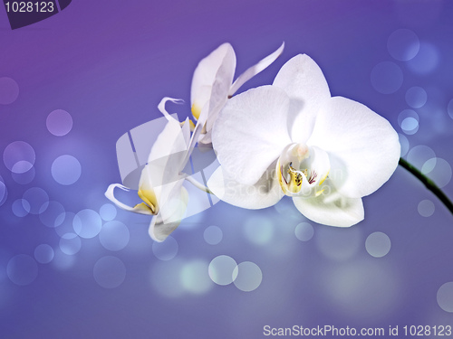 Image of orchid