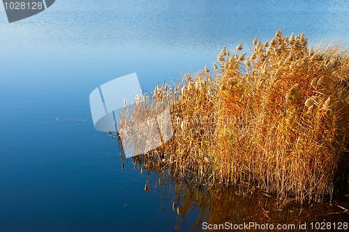 Image of Reeded in the reservoir (I)