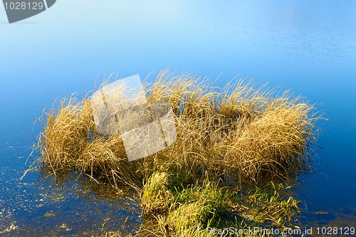 Image of Reeded in the reservoir (II)