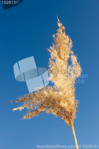 Image of Inflorescence reed 