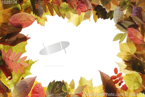 Image of Autumn leaves