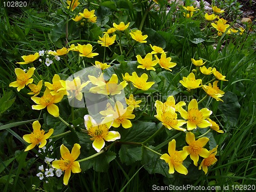 Image of Yellow flowers