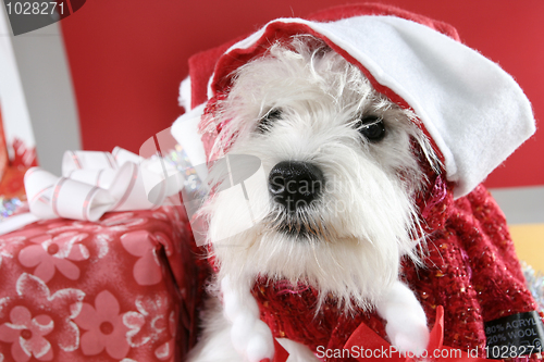 Image of White puppy