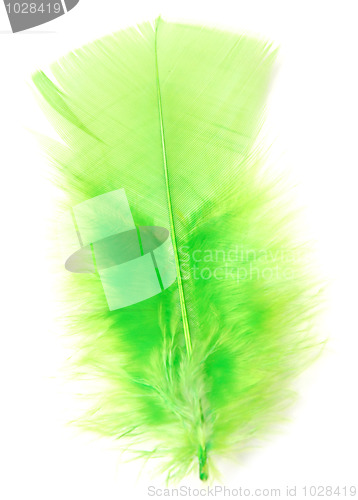 Image of green feather
