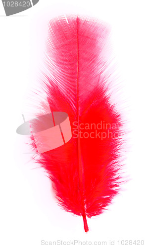 Image of red feather