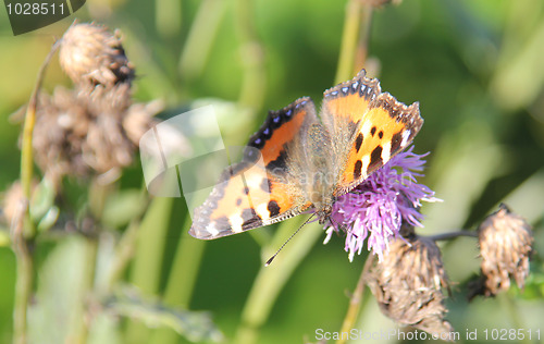 Image of Butterfly on the flower.