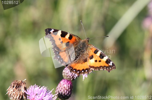 Image of Butterfly on the flower.