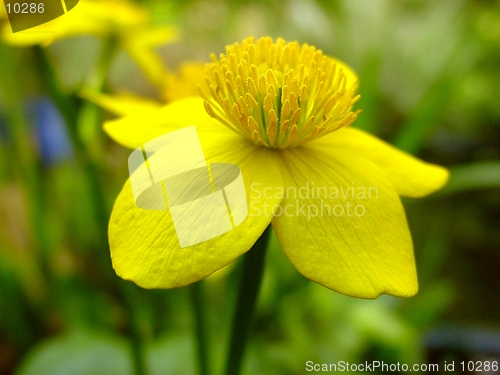 Image of Buttercup Flower