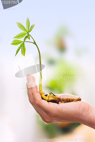 Image of Chestnut sprout in hand