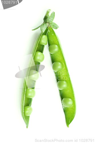 Image of Green pea pod