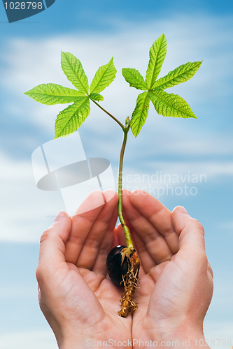 Image of Chestnut sprout in hand