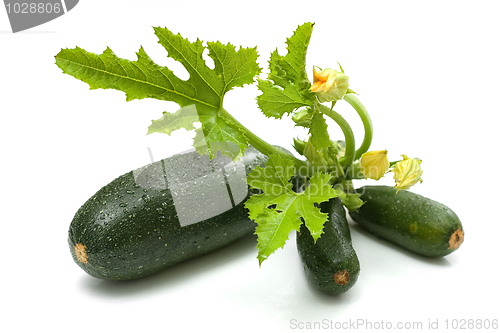 Image of Zucchini bunch