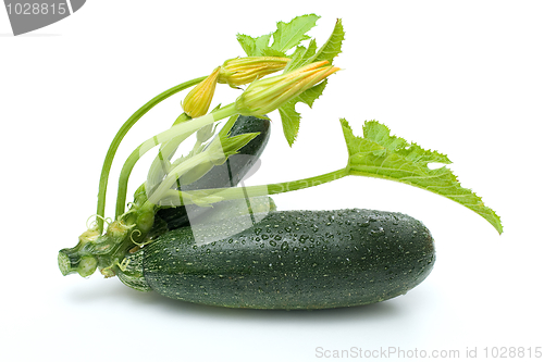 Image of Zucchini bunch