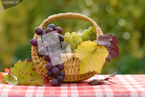 Image of Grapes in small basket