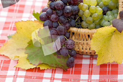 Image of Grapes in small basket