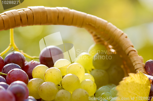 Image of Grapes macro