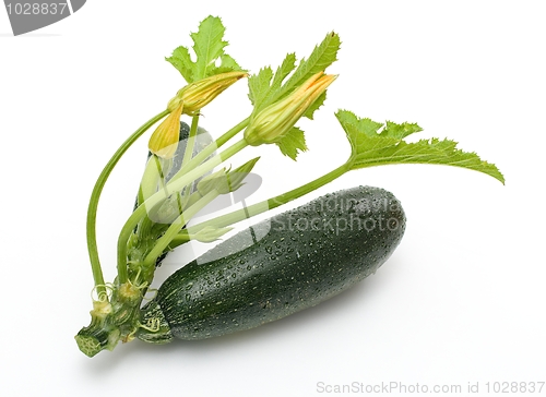 Image of Zucchini