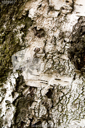 Image of Birch bark texture for background or pattern use