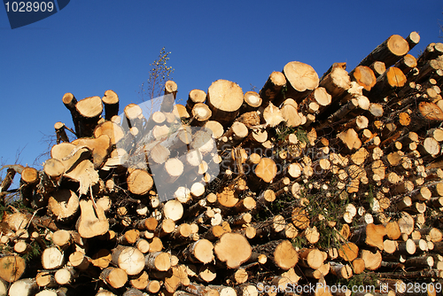 Image of Stacked Wood for Renewable Energy