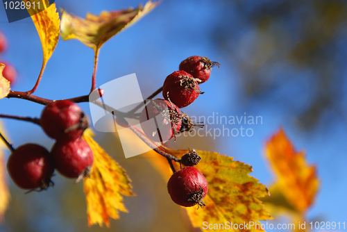 Image of Red Autumn Berries