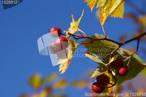 Image of Red Berries Blue Sky