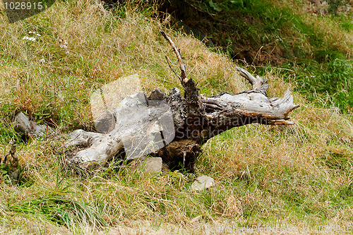 Image of disproved tree trunk lying on the meadow