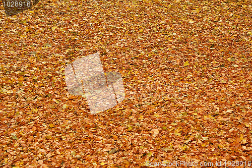 Image of fallen leaves on the ground in the park in autumn for background or texture use