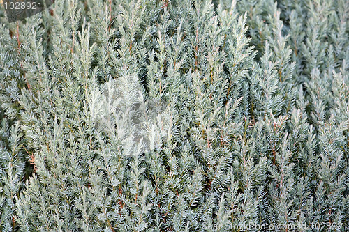 Image of Needles,Conifer for texture or background use