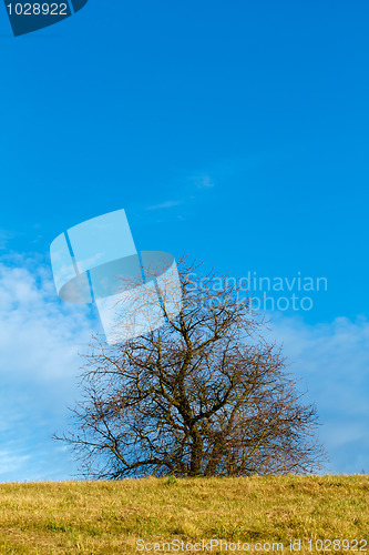 Image of Nice autumn landscape with trees and blue sky
