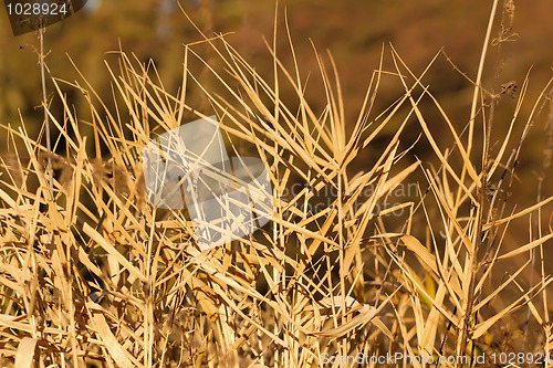 Image of very nice autumn reed with blurry background