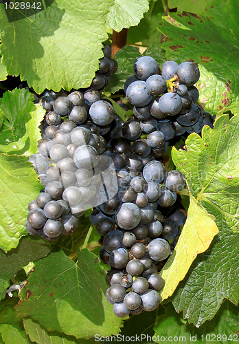 Image of Grapes