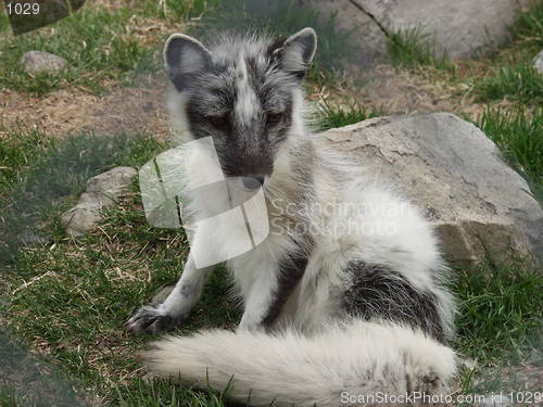 Image of Arctic fox Langedrag Norway