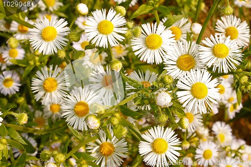 Image of Daisy