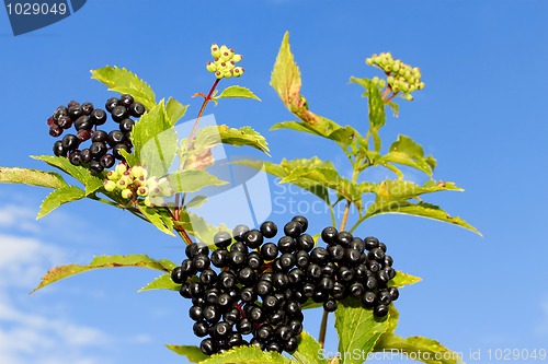 Image of Elder branch with berries