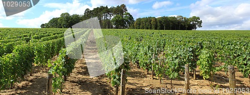 Image of Vines