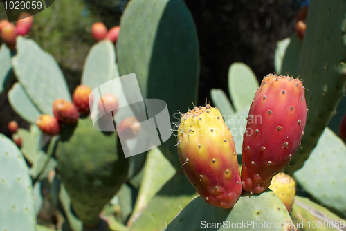 Image of Prickly pears