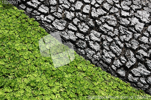 Image of Dry mud and floating plant