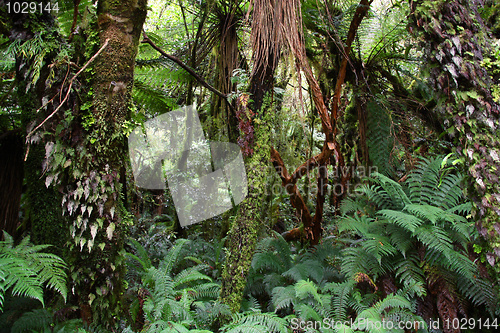 Image of Rainforest, New Zealand