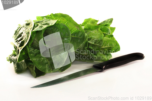 Image of Romaine lettuce