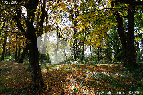 Image of Autumn forest path